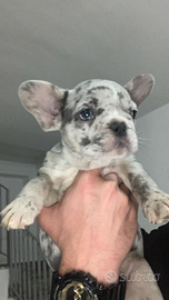 Bulldog francese Merle