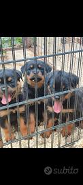 Cuccioli rottweiler