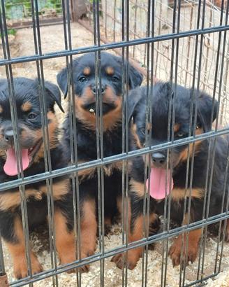 Cuccioli rottweiler