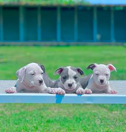 Amstaff blu occhi blu pedigree ENCI