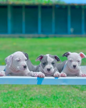 Amstaff blu occhi blu pedigree ENCI