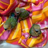 Pulli di inseparabili allevati a mano