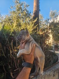 bulldog francese 