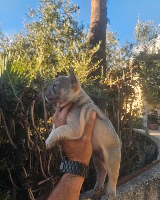 bulldog francese 