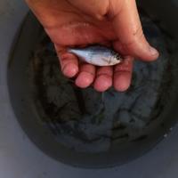 ? Pesci da laghetto - Rodeo Amaro (Rhodeus amarus