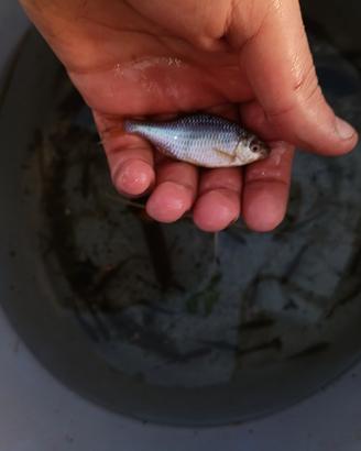 ? Pesci da laghetto - Rodeo Amaro (Rhodeus amarus