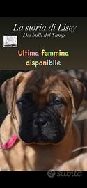 Bullmastiff cucciola