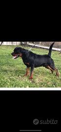 Rottweiler maschio