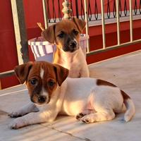 Ultima Jack russel pelo e zampa corta