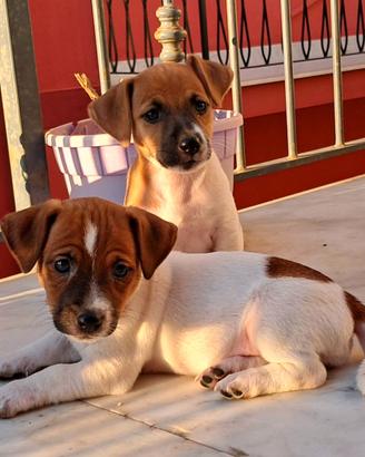 Ultima Jack russel pelo e zampa corta