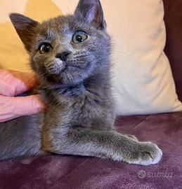 Gattini mix exotic shorthair