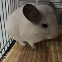 Due femmine di cincillà di due anni