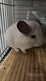 Due femmine di cincillà di due anni