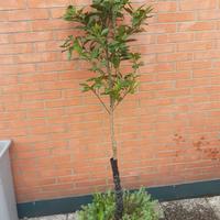 albero di Arancio H 180cm in vaso del 50cm. 