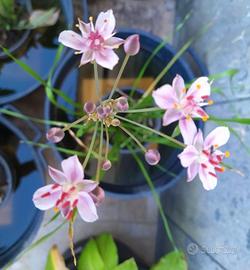 Butomus umbellatus pianta per laghetto