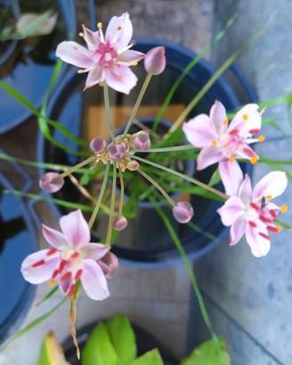 Butomus umbellatus pianta per laghetto