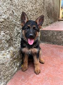 Pastore tedesco cuccioli