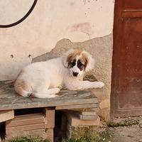 Cucciolo meticcio taglia media