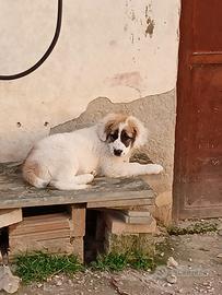 Cucciolo meticcio taglia media