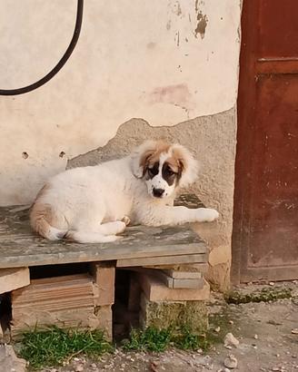 Cucciolo meticcio taglia media