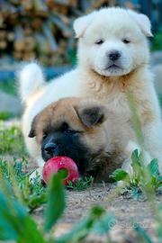 Akita americano cuccioli