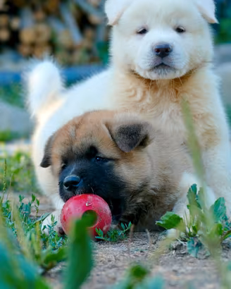 Akita americano cuccioli