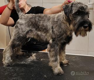 schnauzer medi ps