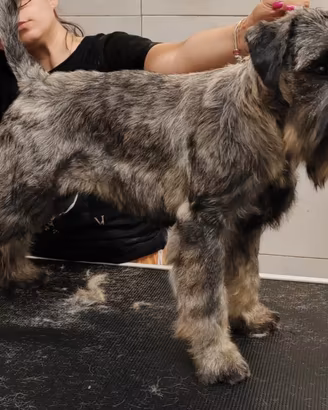 schnauzer medi ps