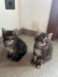Cuccioli main coon