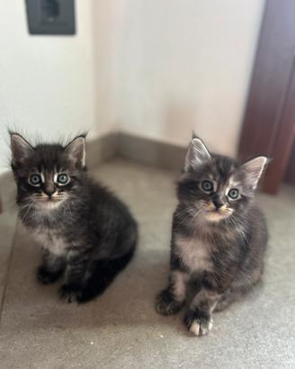 Cuccioli main coon