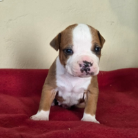 Amstaff cuccioli pedigree