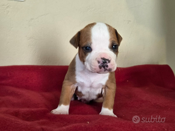 Amstaff cuccioli pedigree