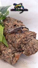 Geco Ciliatus Axanthic