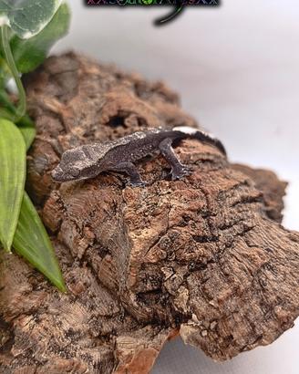 Geco Ciliatus Axanthic