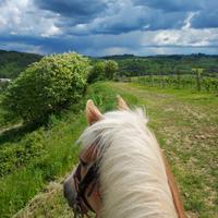 Scuderizzazione Cavallo