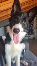 Border Collie di 1 anno