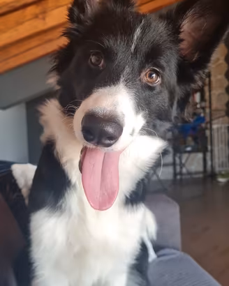 Border Collie di 1 anno