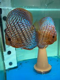 Discus