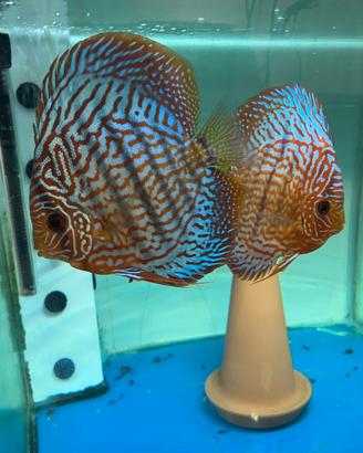 Discus