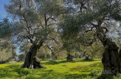 Terreno in zona Li Punti / San Giovanni