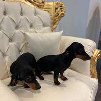 Cuccioli Bassotto nano