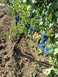Uva da vino