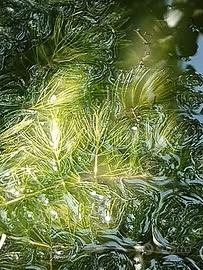 pianta acquario e laghetto ceratophyllum 
