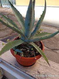 AGAVE AMERICANA BLU