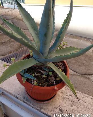 AGAVE AMERICANA BLU