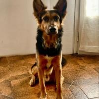 Cane maschio Dominic 3 anni