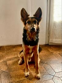 Cane maschio Dominic 3 anni