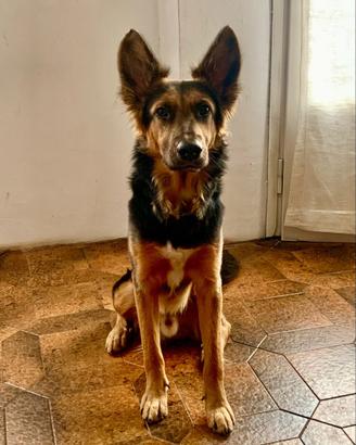 Cane maschio Dominic 3 anni