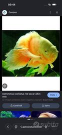 Astronotus ocellatus