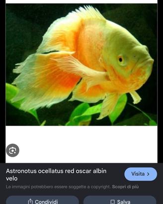 Astronotus ocellatus